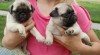 Zdravé štěňata Mops k adopci 472917_t.jpg