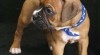 Boxer Štěňata k adopci 472931_t.jpg