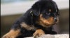 12 týdnů Rotvajler Štěňata k adopci 472939_t.jpg