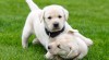 Labradorský retriever štěňátka s PP 472964_t.jpg