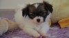 Papillon - štěňátko fenka 473287_t.jpg