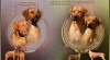 Rhodéský ridgeback - štěňata s PP 473460_t.jpg