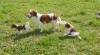 Kooikerhondje štěňátko (pejsek) s PP 473475_t.jpg