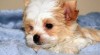 Golddust Yorkshire terrier 474171_t.jpg