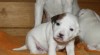Parson russel terrier - štěňata s PP 474413_t.jpg