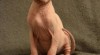 Prodám Koťata Kanadský Sphynx s PP 474587_t.jpg