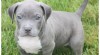 americký pitbulterier 474908_t.jpg