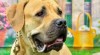 Štěňátka Boerboel 474943_t.jpg