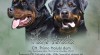 Rottweiler, rotvajler, RTW štěnata s PP 474947_t.jpg