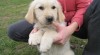 Zlatý retrívr - retriever, pejsek s PP 475099_t.jpg