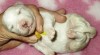 Bišonek - Bichon frisé 475232_t.jpg