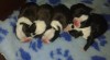 Boston Terrier 475550_t.jpg