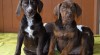 Louisianský leopardí pes (Catahoula) – krásná štěňátka s PP 475584_t.jpg