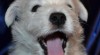 West highland white terrier - westík 475815_t.jpg