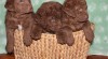Chesapeake bay retriver s PP(jako hnědý labrador) 476435_t.jpg