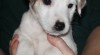 Parson russel terrier - štěňata s PP 476500_t.jpg