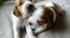 Štěňata Welsh Spinger Spaniel 476777_t.jpg