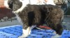 Bearded collie 476841_t.jpg