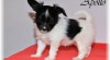 Papillon s PP 476846_t.jpg