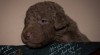 Chesapeake Bay retriever- CHS from Hofion 476961_t.jpg