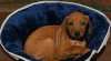 Rhodéský ridgeback 477081_t.jpg