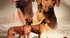 Rhodéský ridgeback - štěňátka s PP 477172_t.jpg