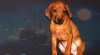 Rhodéský ridgeback 477237_t.jpg