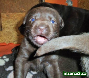 Labradorský retriever s PP čokoládová barva_1 477842_1.jpg
