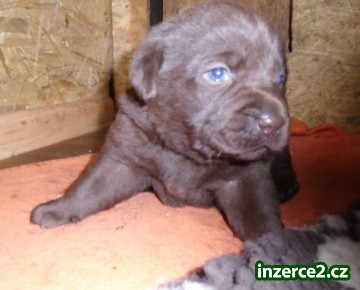 Labradorský retriever s PP čokoládová barva_2 477842_2.jpg