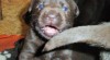 Labradorský retriever s PP čokoládová barva 477842_t.jpg