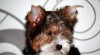 Biewer Yorkshire terrier 477895_t.jpg