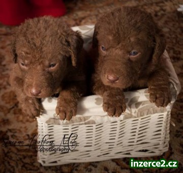 Chesapeake bay retriever_1 477964_1.jpg