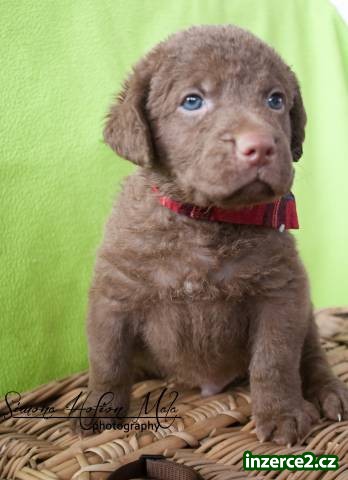 Chesapeake bay retriever_2 477964_2.jpg