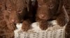 Chesapeake bay retriever 477964_t.jpg