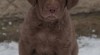 Chesapeake bay retriever 478705_t.jpg