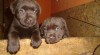 Labradorský retriever s PP- čokoladový 478960_t.jpg
