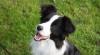 Border kolie/ border collie 479726_t.jpg