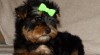 Jorkšírský terrier s PP - fenka a pejsek 479810_t.jpg