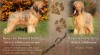 Briard - plavá štěňátka 479824_t.jpg