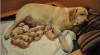 Labradorský retriever - žlutá štěňátka s PP 480419_t.jpg