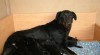 Beauceron štěňátka s PP 480424_t.jpg