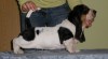 Basset Hound 48071_t.jpg