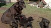 Štěňata čokoládového labradora 480865_t.jpg