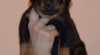 Beauceron štěňátka s PP - zahraniční spojení 480963_t.jpg