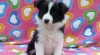 Border kolie s PP 481138_t.jpg