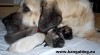 Anatolský pastevecký pes - Kangal 481410_t.jpg