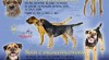 Border terrier 482449_t.jpg