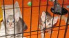 Ocicat koťata 482545_t.jpg