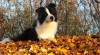 Border kolie/ border collie 482892_t.jpg