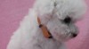 Bišonek - bichon frisé 482943_t.jpg